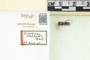 Media type: image;   Entomology 769198 Aspect: Labels